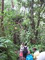 Enbas Saut Falls Hike